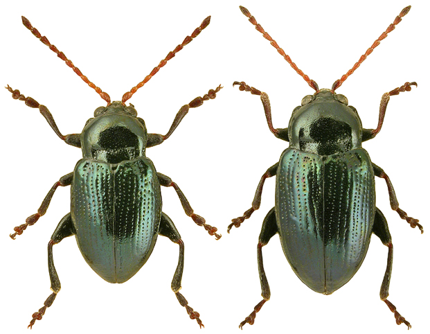 Neocrepidodera cyanescens